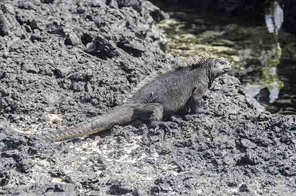 Iguana Marina - islote Las Tintoreras - islas Galápagos - Ecuador 6.jpg
